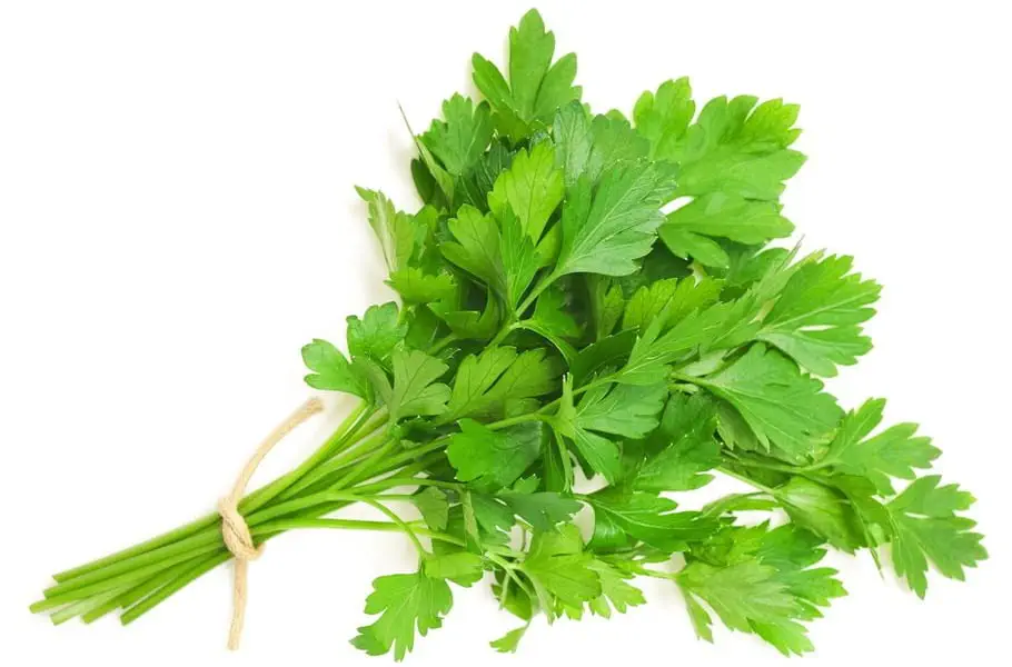 الفوائد الصحية و القيمة الغذائية للبقدونس (المعدنوس)