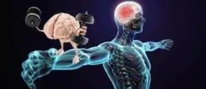 What is muscle memory and how does it help regain muscle mass after losing it?