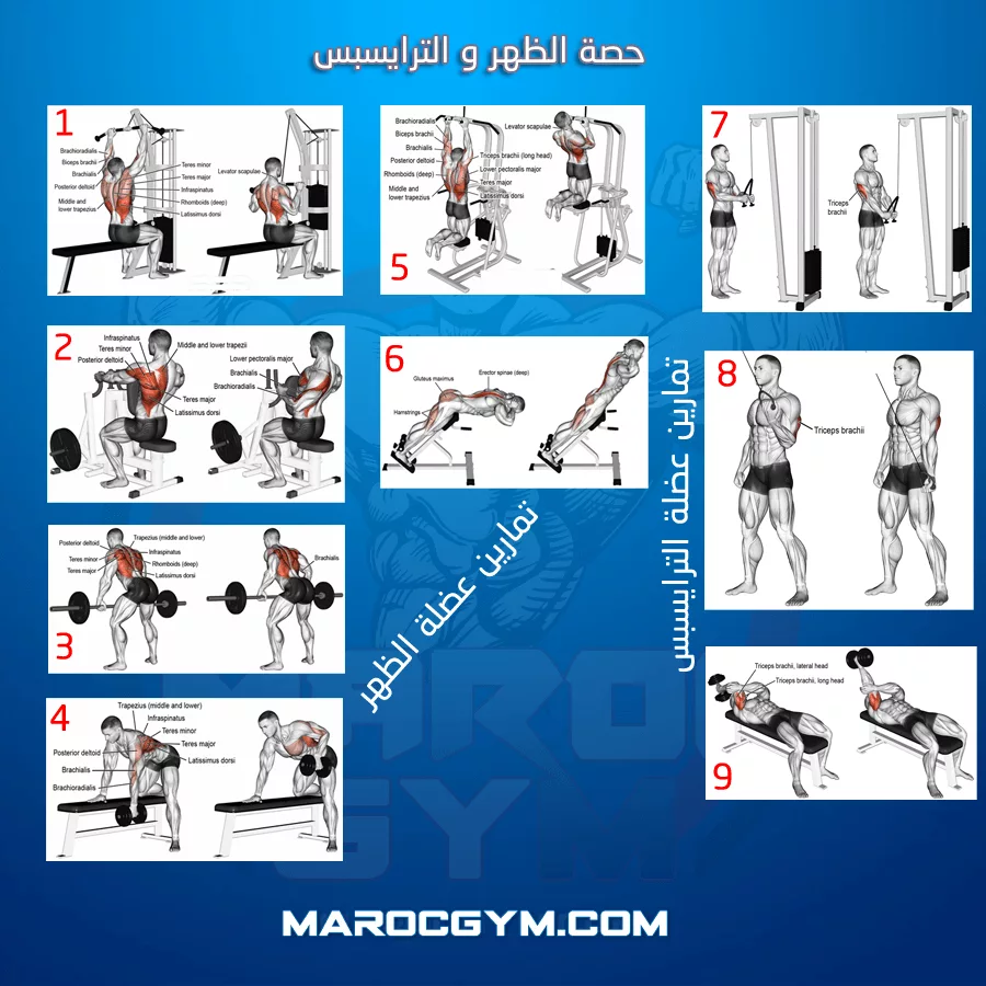 تمارين حصة الظهر و الترايسبس Fitness Maroc Gym