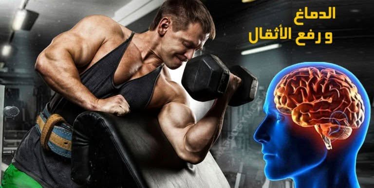 تأثير رياضة رفع الأثقال على الدماغ