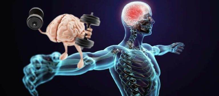 ماهي الذاكرة العضلية و كيف تساعد في استعادة الكتلة العضلية بعد فقدانها