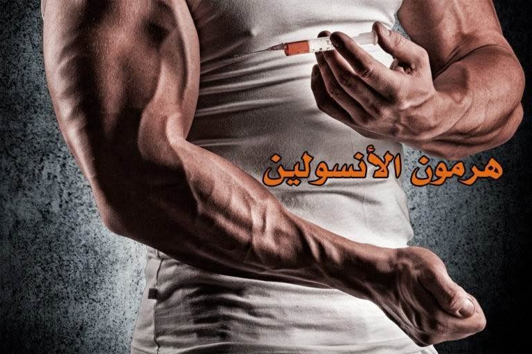 هرمون الأنسولين وعلاقته بالتضخيم العضلي - صورة 2
