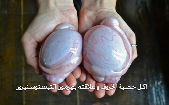 أكل خصية الخروف و علاقته بهرمون التستوستيرون